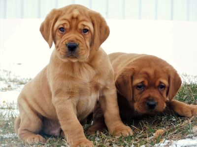 Gorgeous AKC English fox red Labrador pups